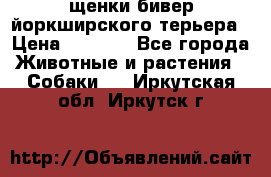 щенки бивер йоркширского терьера › Цена ­ 8 000 - Все города Животные и растения » Собаки   . Иркутская обл.,Иркутск г.